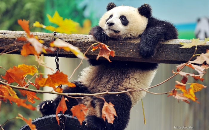 Panda climb tree, yellow leaves, autumn Wallpapers Pictures Photos Images
