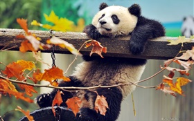 Panda climb tree, yellow leaves, autumn HD wallpaper