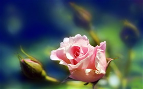 Pink rose flower close-up, buds, blur HD wallpaper