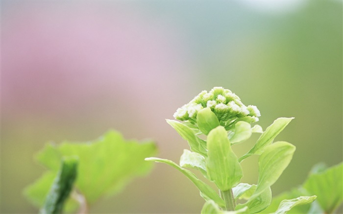Plants close-up, green flowers Wallpapers Pictures Photos Images