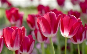 Red tulips, petals, blur HD wallpaper