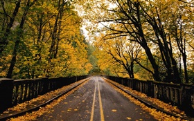 Road, trees, yellow leaves, autumn HD wallpaper