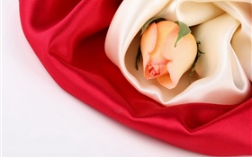 Rose flower, silk HD wallpaper
