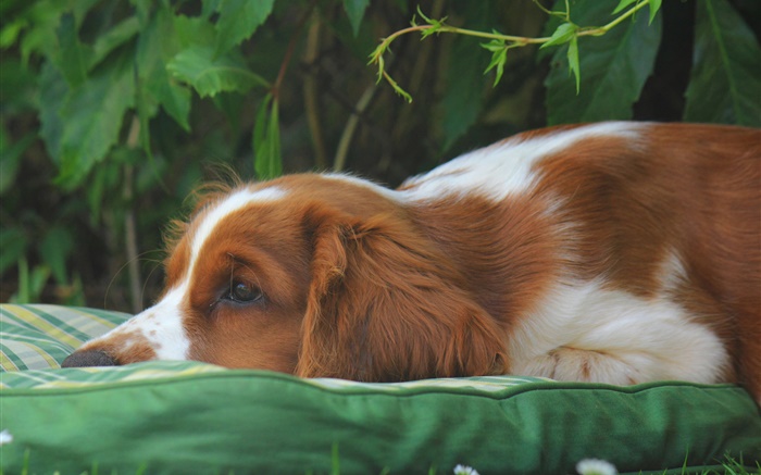 Sadness dog Wallpapers Pictures Photos Images
