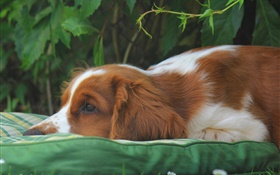 Sadness dog HD wallpaper