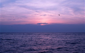 Sea, sunset, sky, clouds, birds HD wallpaper