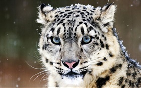 Snow leopard, face, blue eyes