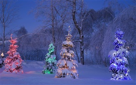 Snowy, lit trees, winter, Canada HD wallpaper