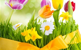 Spring, colorful flowers, tulips