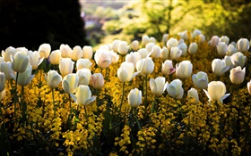 Spring, park, white tulips flowers, yellow, blur, sun rays HD wallpaper