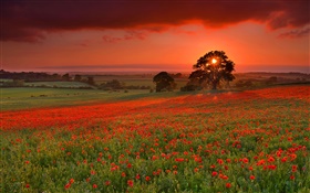 Sunset, hills, tree, meadow, grass, poppies flowers HD wallpaper
