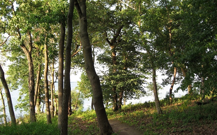 Trees, footpath, grass Wallpapers Pictures Photos Images