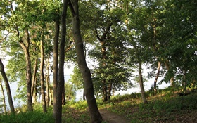 Trees, footpath, grass HD wallpaper