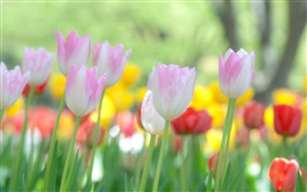 Tulips flowers blooming HD wallpaper