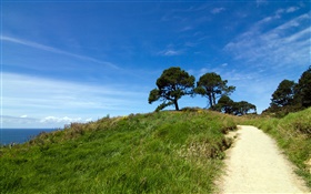 Verdant hill, trees, grass, Coromandel Peninsula, New Zealand HD wallpaper