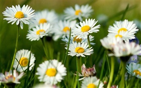 White camomile flowers HD wallpaper