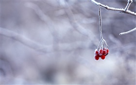 Winter, frost, twigs, red berries, bokeh HD wallpaper