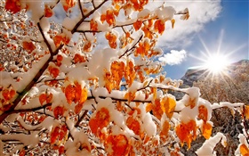 Winter, snow, twigs, red leaves, sun rays HD wallpaper