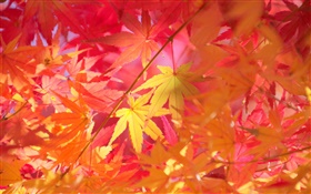 Autumn, branches, red leaves, maple HD wallpaper