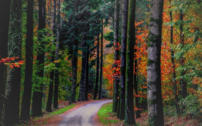 Autumn, forest, trees, leaves, road Wallpapers Pictures Photos Images