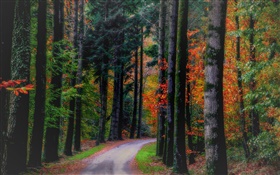 Autumn, forest, trees, leaves, road HD wallpaper