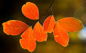 Autumn red leaves HD wallpaper