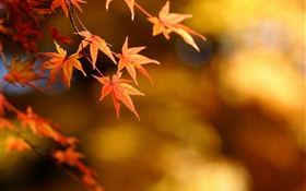 Autumn, yellow leaves, maple, focus, bokeh HD wallpaper