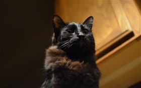 Black cat, eyes, bokeh