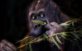 Black orangutan, monkey