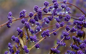Blue colored berries, twigs, dew HD wallpaper