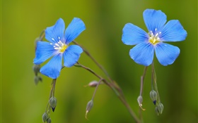 Blue geraniums flowers, bokeh HD wallpaper