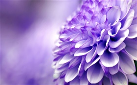 Blue purple flower, chrysanthemum, macro photography HD wallpaper