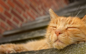 Cat sleep, face HD wallpaper