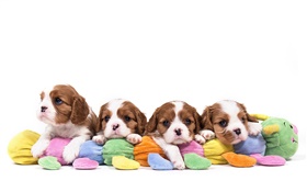 Cavalier King Charles Spaniel, four dogs, puppies HD wallpaper