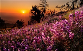 Colorful flowers, nature scenery, sunset, trees HD wallpaper