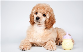 Cute poodle, puppy