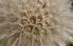 Dandelion flowers, macro close-up