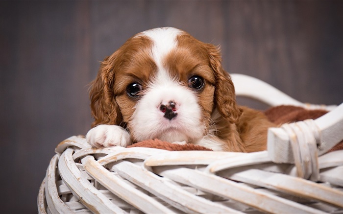 Dog, puppy, basket Wallpapers Pictures Photos Images