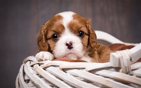 Dog, puppy, basket HD wallpaper