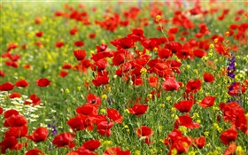 Flowers field, red poppies, daisies HD wallpaper