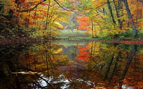 Forest, lake, trees, autumn HD wallpaper
