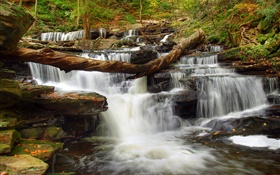 Forest, stones, river, stream, waterfall HD wallpaper
