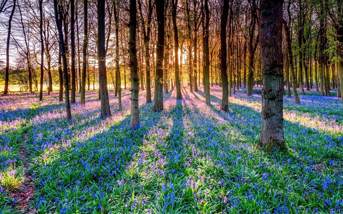 Forest, trees, bluebells, flowers, sun rays Wallpapers Pictures Photos Images
