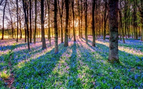 Forest, trees, bluebells, flowers, sun rays HD wallpaper