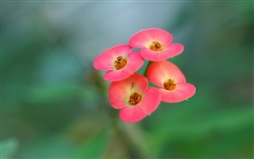 Four pink flowers, blur background HD wallpaper