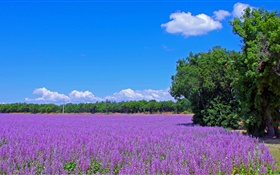 France, lavender flowers, field, trees, blue sky HD wallpaper