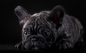 French bulldog, black puppy HD wallpaper