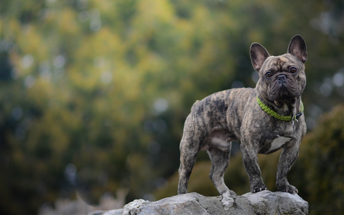 French bulldog, dog, stone Wallpapers Pictures Photos Images
