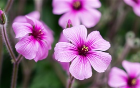 Geraniums, pink flowers, petals, buds HD wallpaper