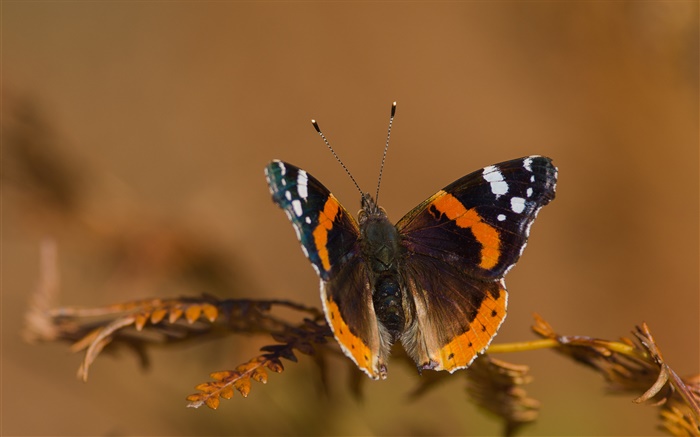 Insect, moth, wings, bokeh Wallpapers Pictures Photos Images